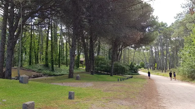 Bosque de Cariló con pinos y eucaliptos