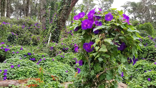 Foto de Cariló, Costa Atlántica argentina