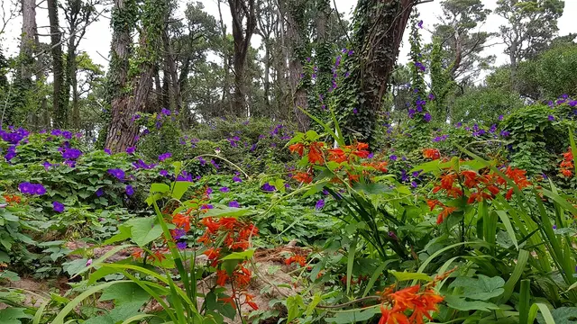 Bosque de Cariló con flores silvestres