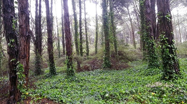 alquiler-carilo-julio-2021