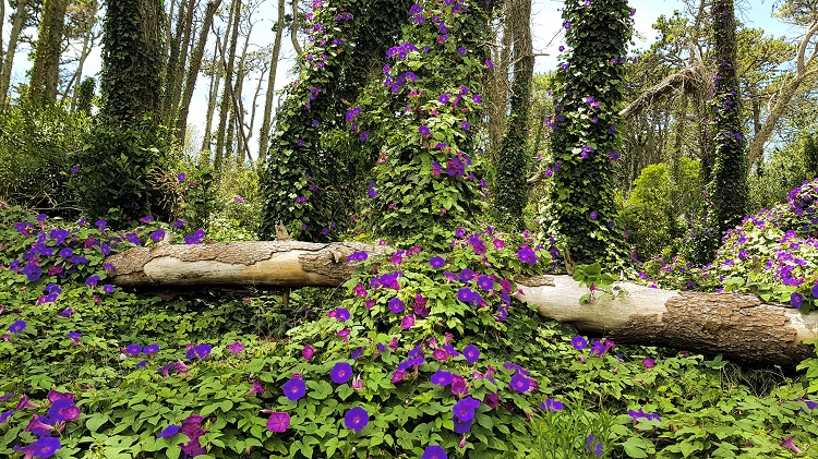 carilo reserva natural